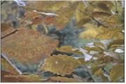 FALL LEAVESqtr.jpg (9404 bytes)