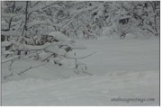 SNOWTREES2qtr.jpg (6993 bytes)